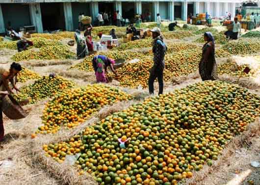नागपुरी संतरे से पटा नागपुर का थोक कृषि बाजार - Vidarbhaapla
